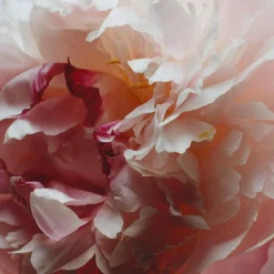 Peony & Blush Suede Cologne, 10 ml